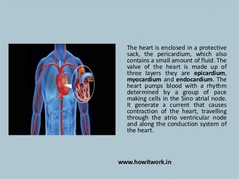 How Does The Human Heart Works
