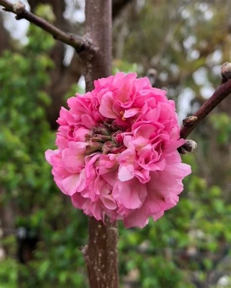 Prunus Dulcis Double Pink Flowering Almond Ellenby Tree Farm