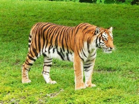 Awesome Collection Wallpaper Bengal Tiger Wallpapers