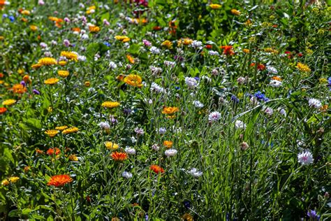 Blumenwiese Anlegen Tipps Für Säen Mähen Und Pflegen Garta