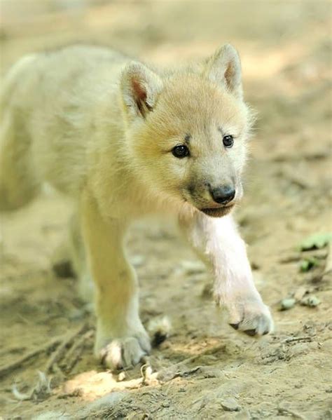 Wolf On Twitter Wolf Puppy Arctic Wolf Puppies