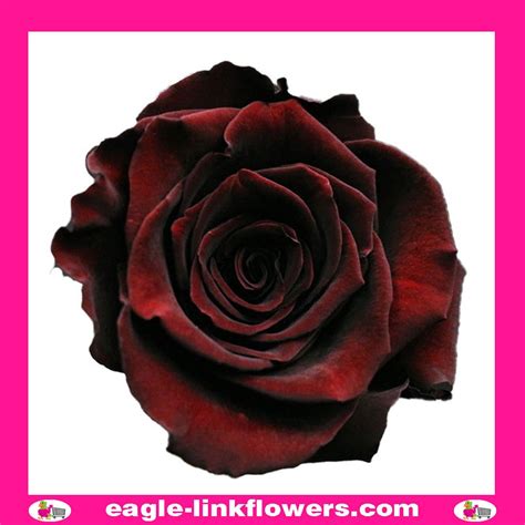 Bouquet Black Baccara Rose Ubicaciondepersonas Cdmx Gob Mx