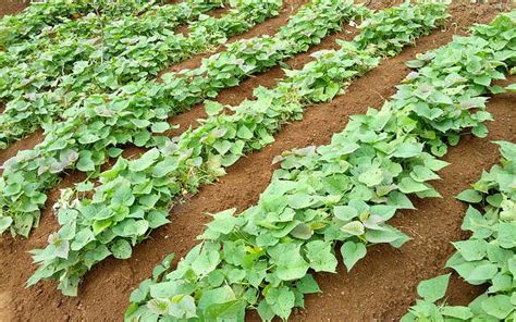 13 Manfaat Daun Ubi Jalar Untuk Kesehatan Manfaat Daunan