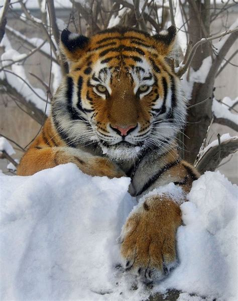 I Really Love Your Tiger Feet Siberian Tigers Dancing Paw To Paw