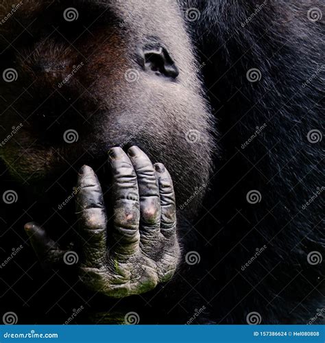 Hand Of A Gorilla Gorilla Silverback Showing Hand With Fingers Skin Nails In Front Of Face