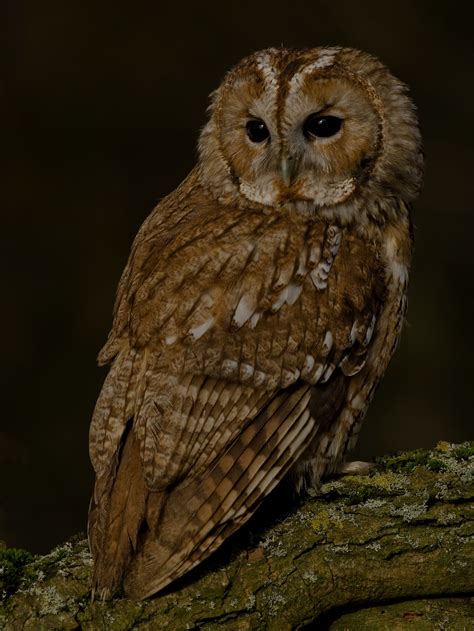 Tawny Owl Tawny Owl Owl Photography Owl
