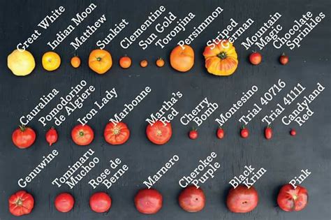 Types Of Tomatoes Types Of Tomatoes Tomato Clean Eating