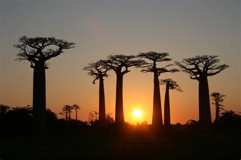 Top Facts About The Avenue Of The Baobabs Madagascar Dw Blog