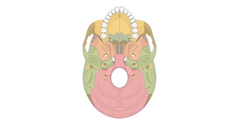 Inferior Skull Bone Markings Quiz
