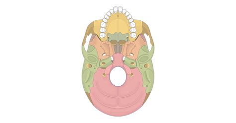 Inferior Skull Bone Markings Quiz Getbodysmart