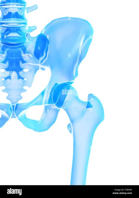 Pelvic Joint Cut Out Stock Images And Pictures Alamy