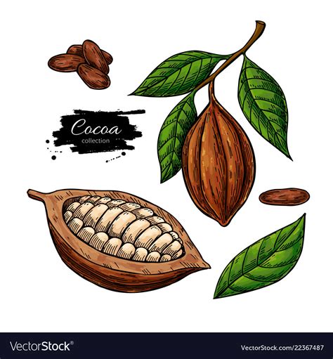 Cocoa Superfood Drawing Set Organic Royalty Free Vector