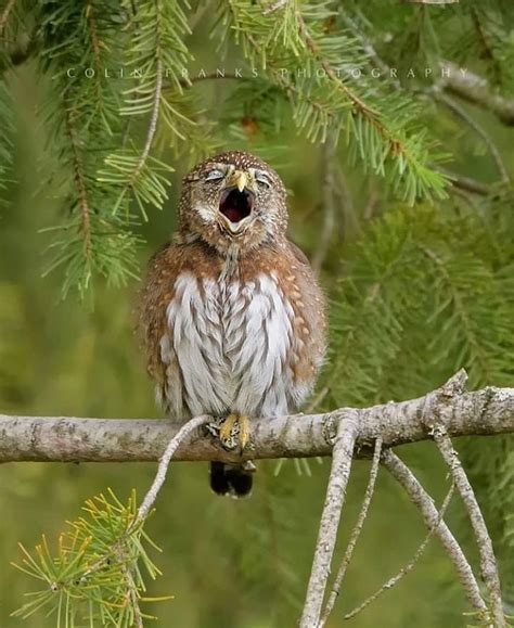 Sleepy Owl Immagini Con Animali Uccelli Selvatici Animali Selvatici