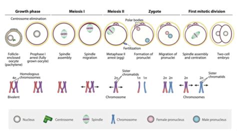 Fertilization Flashcards Quizlet