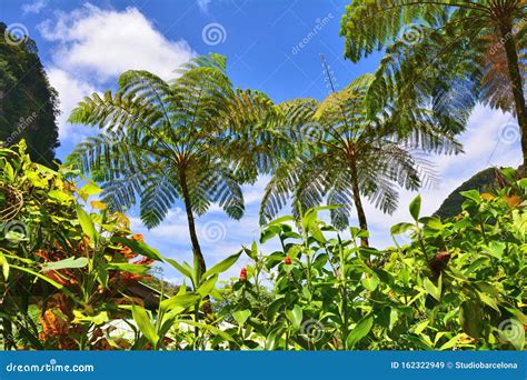 Tropical Plants Tree Ferns In Dominica Stock Image Image Of