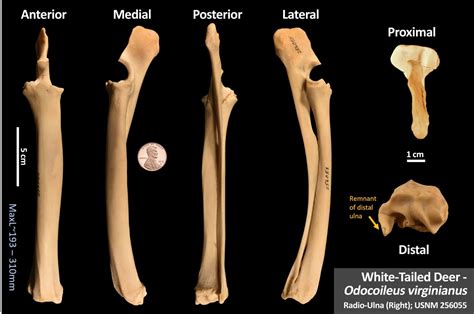 White Tailed Deer Ulna Osteoid Bone Identification