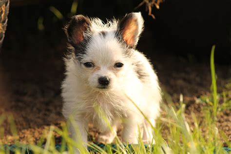 Chi Chon Chihuahua And Bichon Frise Mix Guide Pictures Info Care