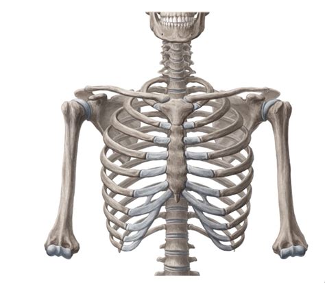 Ribs Thoracic Cage Learn Surgery Online