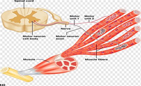 Motor Neuron Nervous System Muscle Contraction Discrimination Anatomy