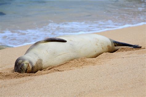 Hawaiian Monk Seal Facts Habitat Diet Conservation And More