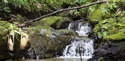 Waterfall And River In The Jungle Of Costa Rica Stock Photo Image Of