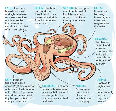 Octopuses Characteristics Habitats Reproduction And More