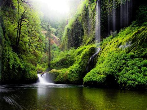 Wallpaper Oregon River Water Waterfalls Nature Forest Woods