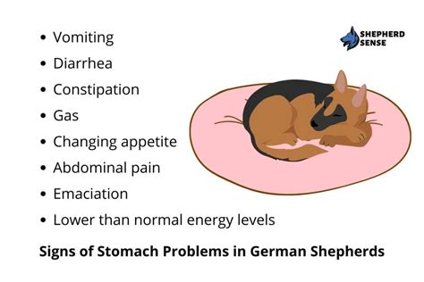 Warning 10 German Shepherd Stomach Problems Issues To Know Shepherd