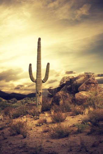 Desert Cactus Classic Southwest Landscape Stock Photo