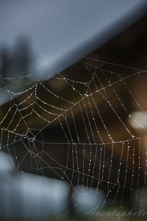 30 Astonishing Photographs Of Spider Webs The Photo Argus Spider