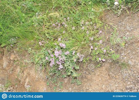 Wild Flowers Bloom On Stones In The Mountains In Summer Stock Photo