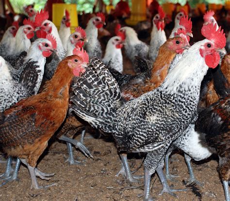 Oleh karena itu, ayam ini di beri nama ayam sumatra. Peluang Usaha Budidaya Ayam Arab Dan Analisa Usahanya - Agrowindo