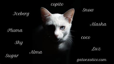 Nombres Para Gatos Hembras Machos 😸 Mejores Ideas Aquí