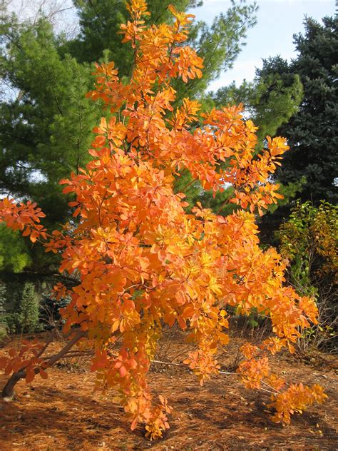 A top performer in windy climates, sturdy branches don't become windswept as is the case with lesser cultivars. Rotary Botanical Gardens - Hort Blog: Going In Circles?