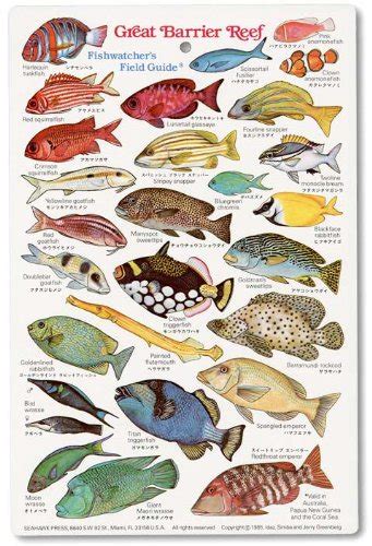 Great Barrier Reef Fishwatchers Fish Guide Id Card Buy Online In
