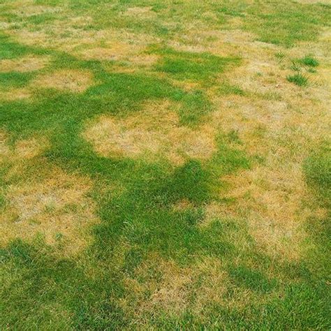 Summer Patch Signs Symptoms And Prevention