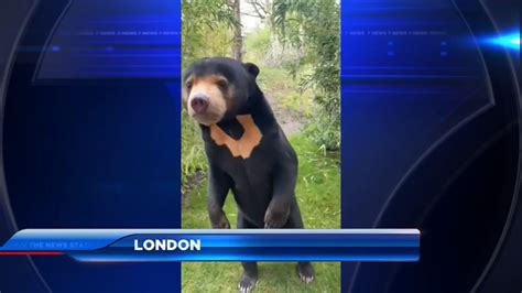 Chinese Zoo Denies Its Sun Bears Are People In Costume Wsvn 7news