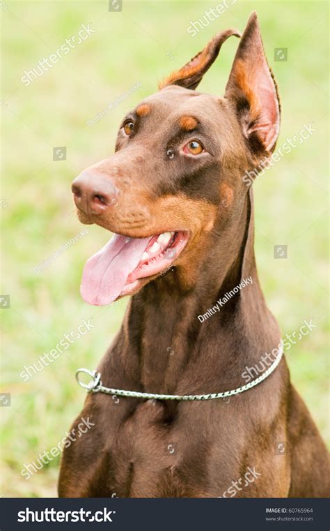 Close Up Portrait Of Happy Purebred Brown Doberman Pinscher With Open