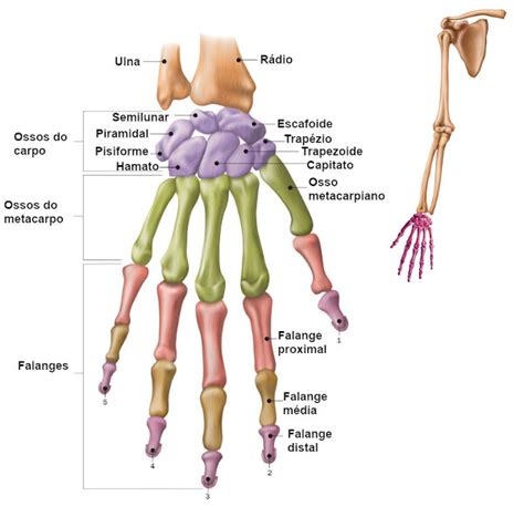 Ossos da mão quais são nomes e articulações Biologia Net