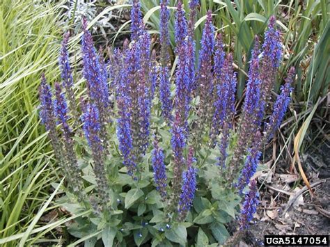 Wild Sage Salvia Sylvestris Lamiales Lamiaceae 5147054