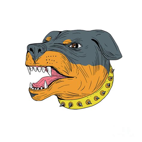 Rottweiler Guard Dog Head Aggressive Drawing Digital Art By Aloysius