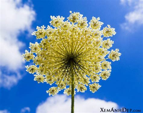 In the following 50 flower photographs, we bring together photographers who all achieved that moment. Xemanhdep Photos-Awesome Pictures Gallery» Blog Archive ...