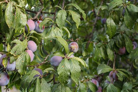 How And When To Prune Plum Trees