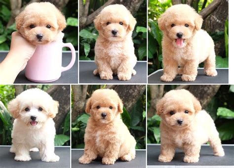Puppy Teacup And Tiny Apricot White Toy Poodle Anjing Poodle