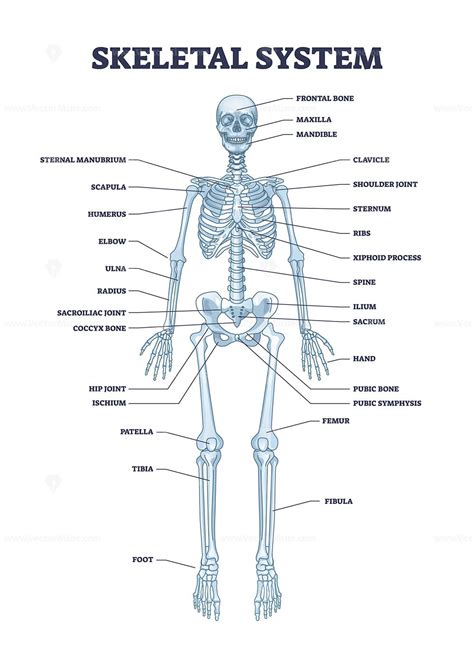 Human Skeleton Labeled Xiphoid Process Skeleton Anatomy Skeleton