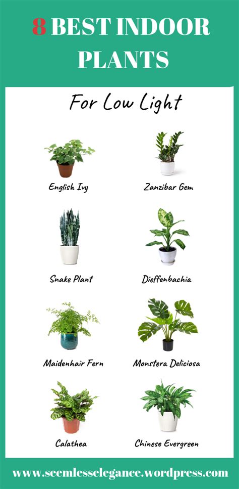 20 Indoor Plants That Do Well In Low Light Pimphomee