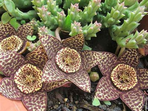 Of a cactus usually looks like it is made of pleats that go in and out. How to Grow and Care for Stapeliads | Succulents, Plants ...