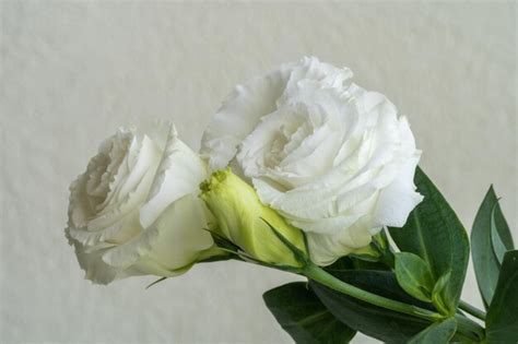 Premium Photo Close Up Of White Rose Bouquet