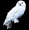 All the times Hedwig proved she was the queen of sass | Wizarding World ...