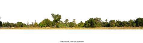 659 Jungle Treeline Images Stock Photos And Vectors Shutterstock
